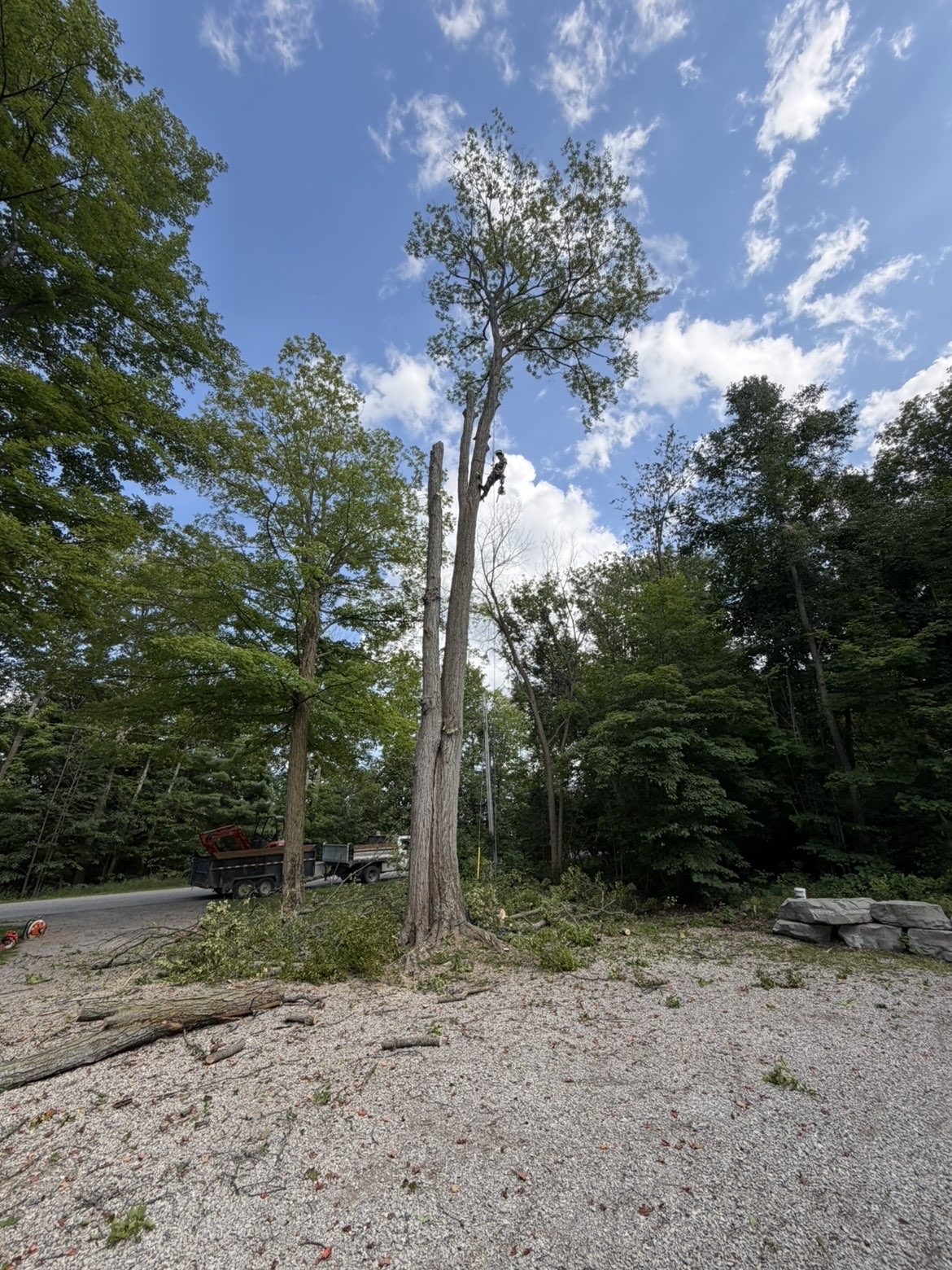Cut trunks on a cleared site