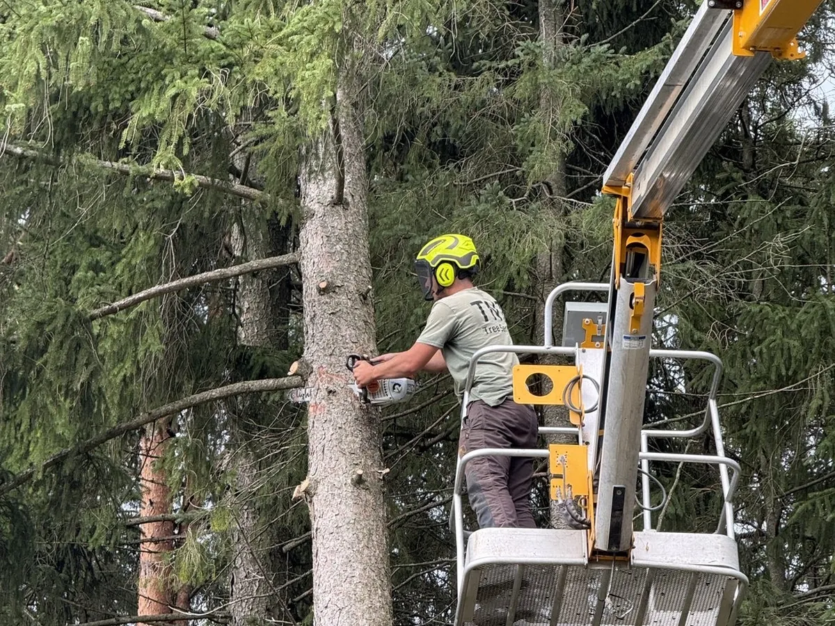 TNT arborist trimming a pine from the bucket lift