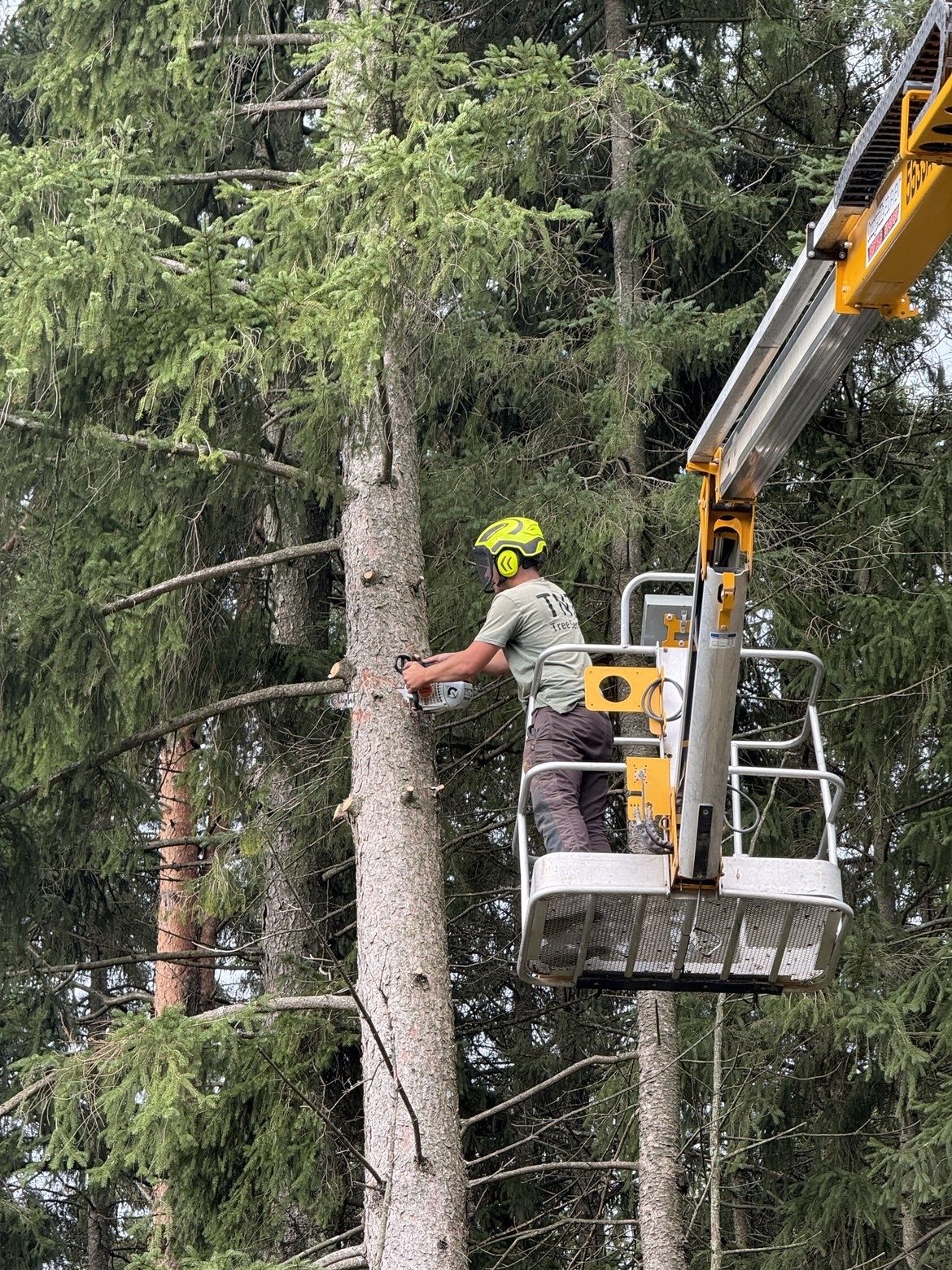 TNT arborist trimming a pine from the bucket lift