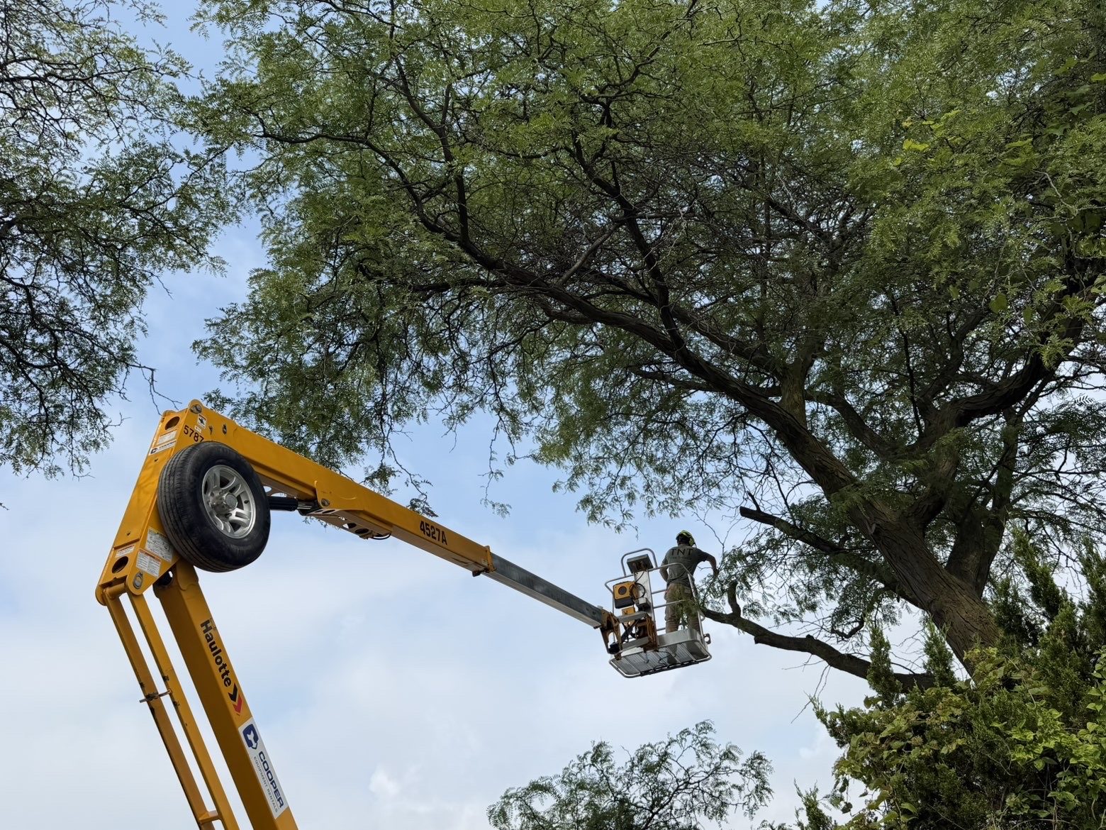 TNT Tree Service crew in a bucket lift working under a large tree canopy