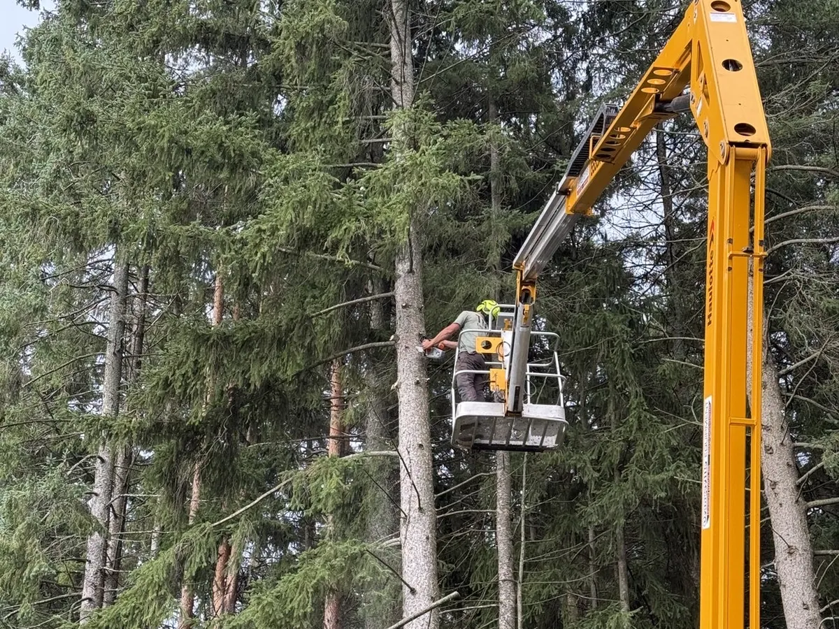 Arborist assessing tall pines from the bucket lift