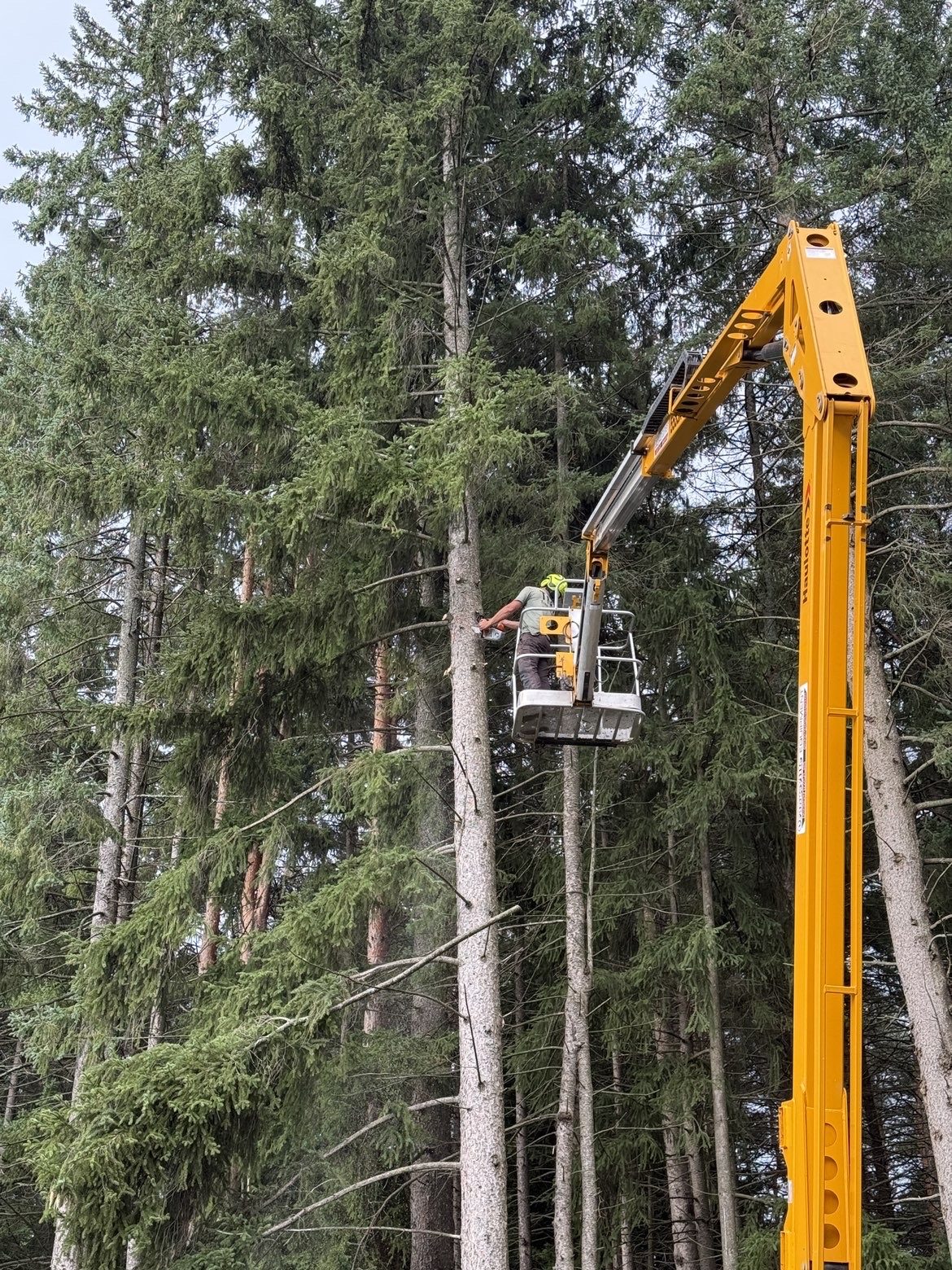 Arborist in the bucket lift among tall pines