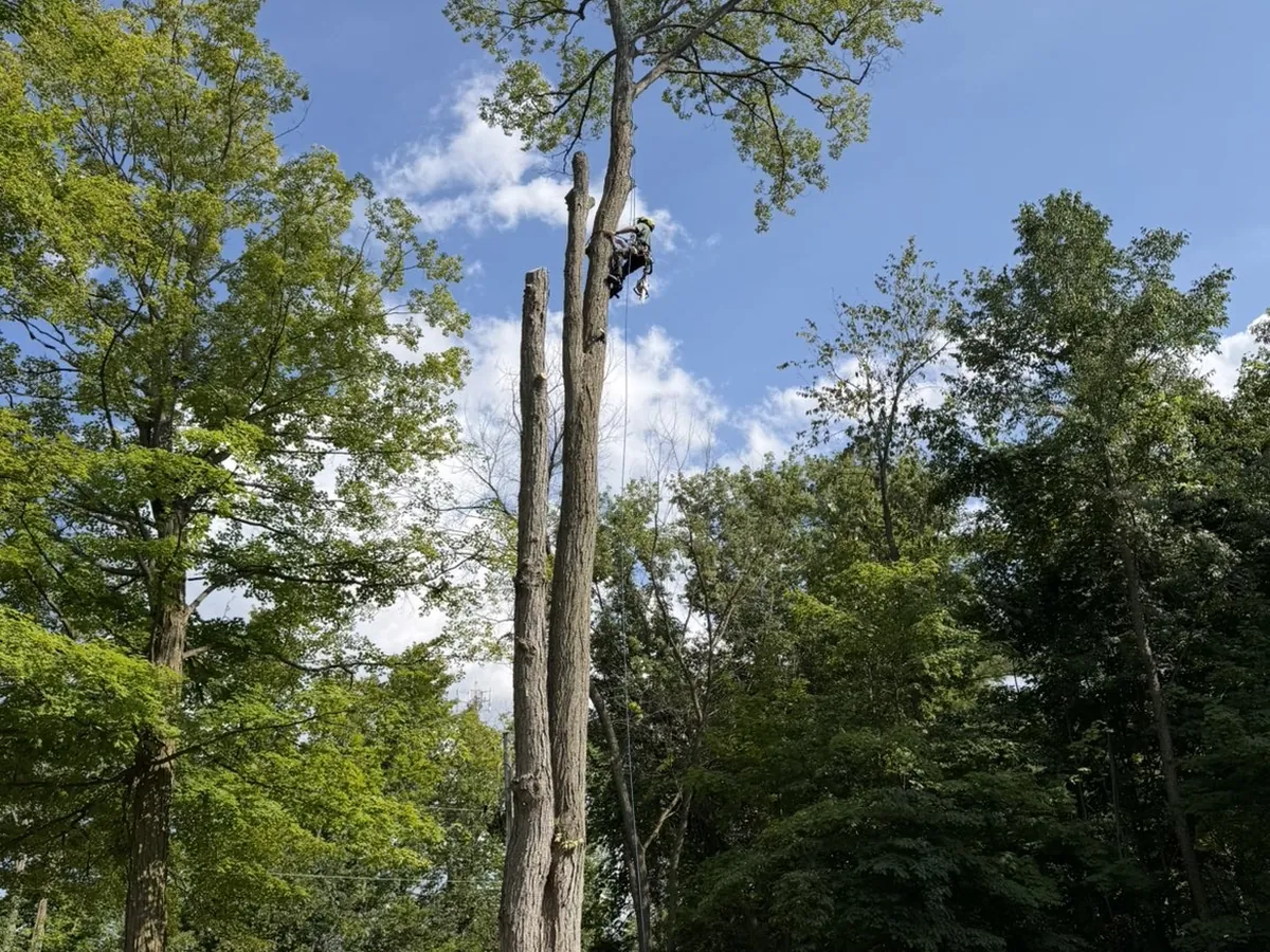 TNT Tree Service crew dismantling a tall tree in sections