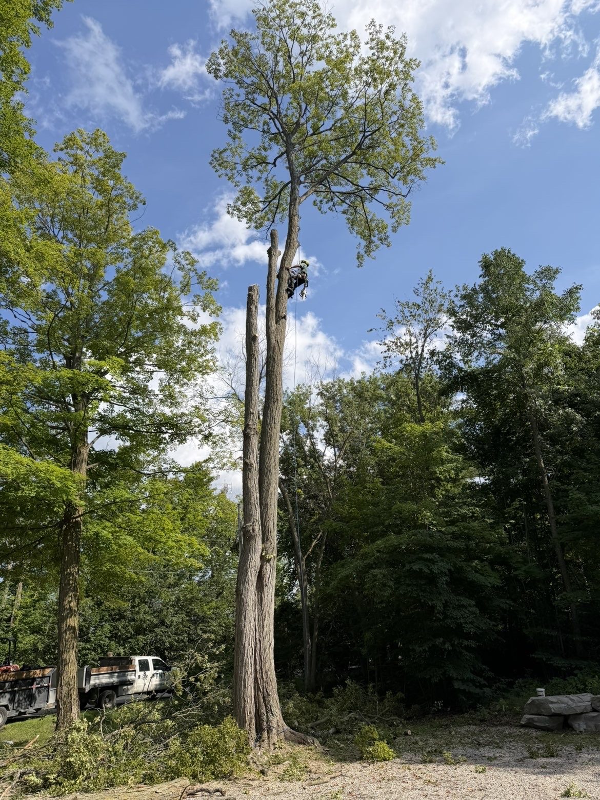 Tall tree being dismantled in sections by the bucket lift